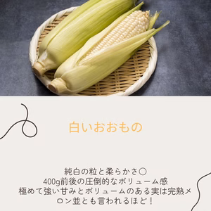 茨城県からの産直！　白いおおもの　6月半ばより出荷可能