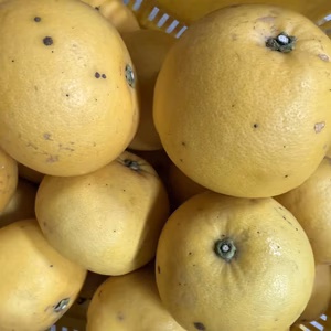 見栄えの悪いスイーティー（オロブランコ）訳あり2級品　6kg