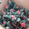 2/13 2/15〜17発送限定　sweet tulip八重咲き3品種