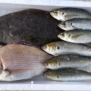 【初回限定】天草・御所浦島 朝どれ鮮魚BOX 3〜5種（3〜4kg）