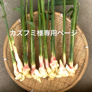 【葉生姜、じゃがいも、玉ねぎセット】カズフミ様専用