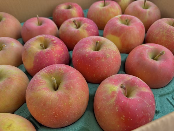 【12月発送予約割引有り】青森県産りんご 訳あり葉取らずふじ10kg