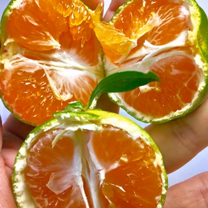 てまり姫　訳アリ　2S 10kg