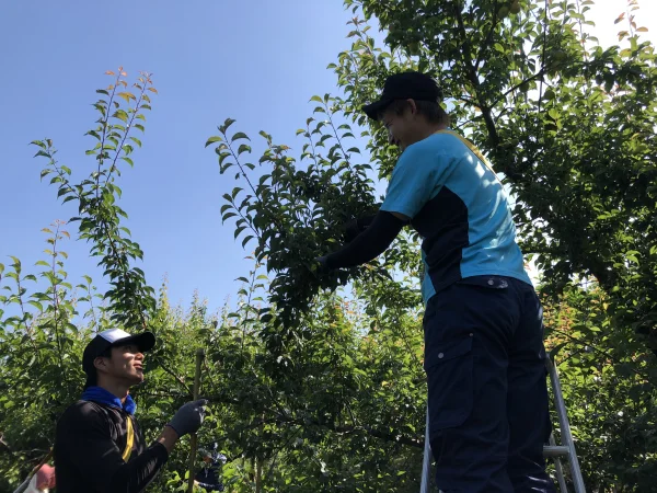 最速‼︎小梅でうめしごと【小梅青梅】✳︎梅ジュース・カリカリ梅用