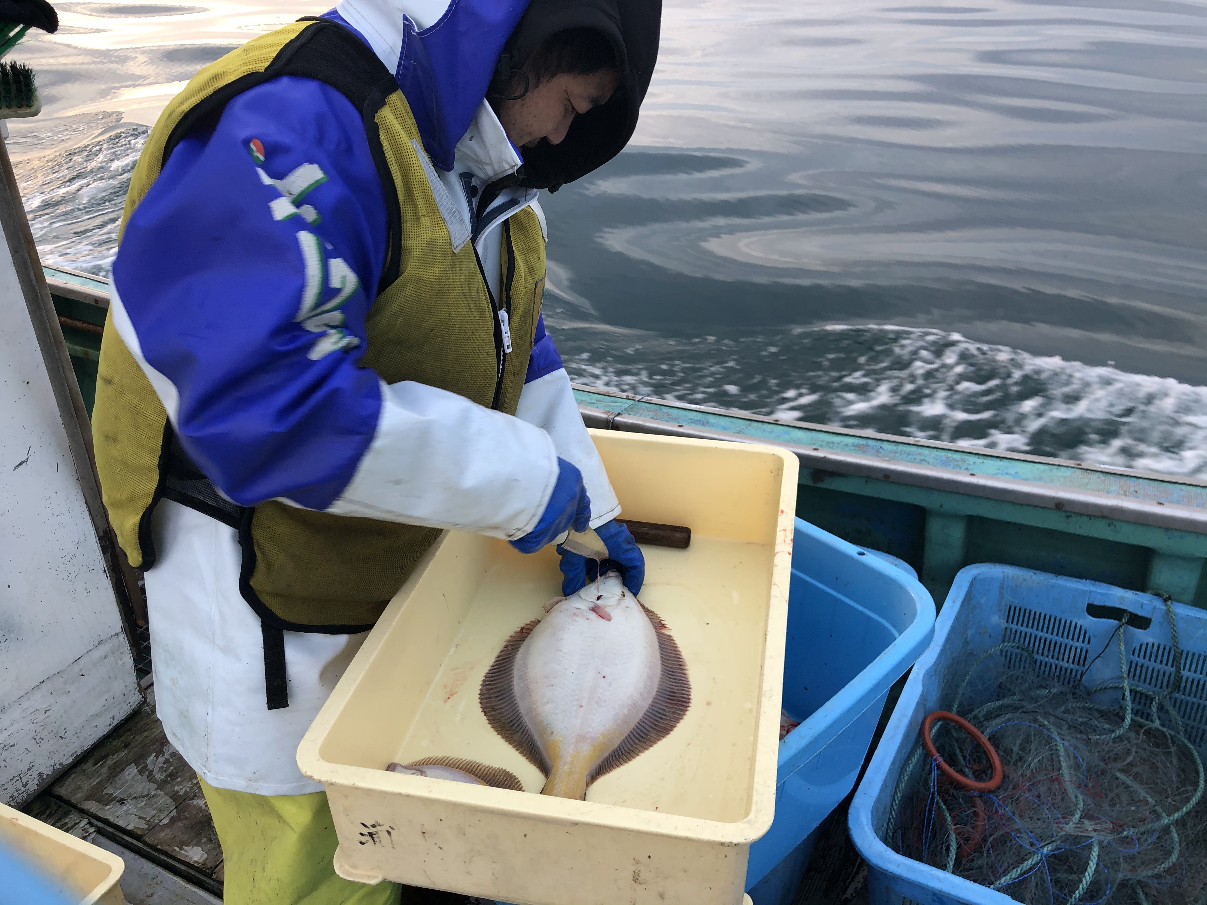 十勝の海の幸 カレイの一夜干し 農家漁師から産地直送の通販 ポケットマルシェ