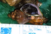 青ツブ　約3kg（15～24個）