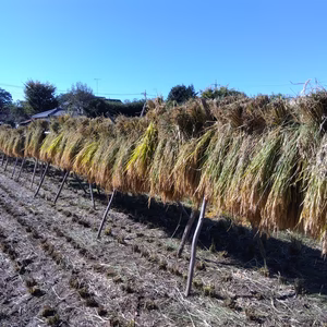 農薬肥料不使用　天日干しイセヒカリ玄米