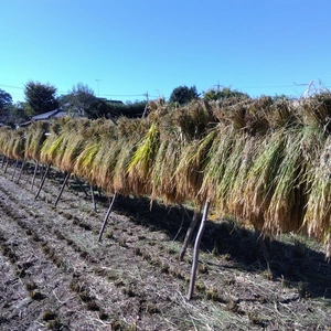 農薬肥料不使用　天日干しイセヒカリ玄米