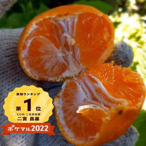 完熟　3,000箱目指して売れ続けるゲリラセールみかん‼️　