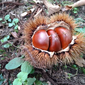 茨城県「笠間の栗」箱込2㌔　クロネコクール便発送!