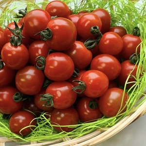 ‼️大人気‼️【濃厚】有機肥料で作った糖度約8%・幻のミニトマト
