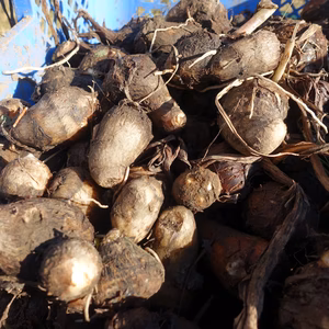 【フードレスキュー】茨城県産　ねっとり　旨い　減農薬　サトイモ　女早生