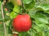 さむさわのりんご ちょっぴりキズ 葉とらずシナノスイート 5キロ 14～1８玉