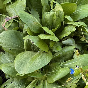 中国野菜・ミニ青梗菜