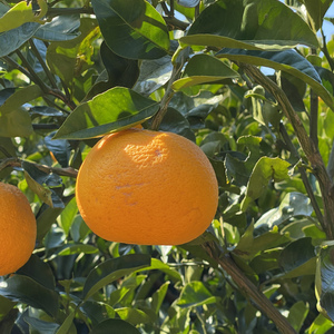 訳あり 木なり紅八朔 和歌山県産 無農薬