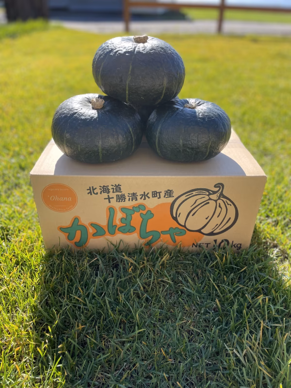 栗系カボチャ　ブラックのジョー