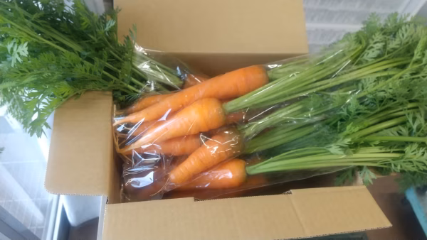 自然栽培の葉つき人参4kgくらい、固定種の人参