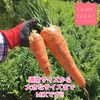 【サイズMIX】味が濃い人参【土付き5kg】