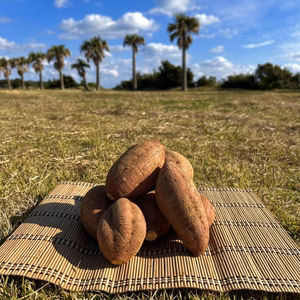 【絶品】種子島産 安納芋 Lサイズ｜aimo農園