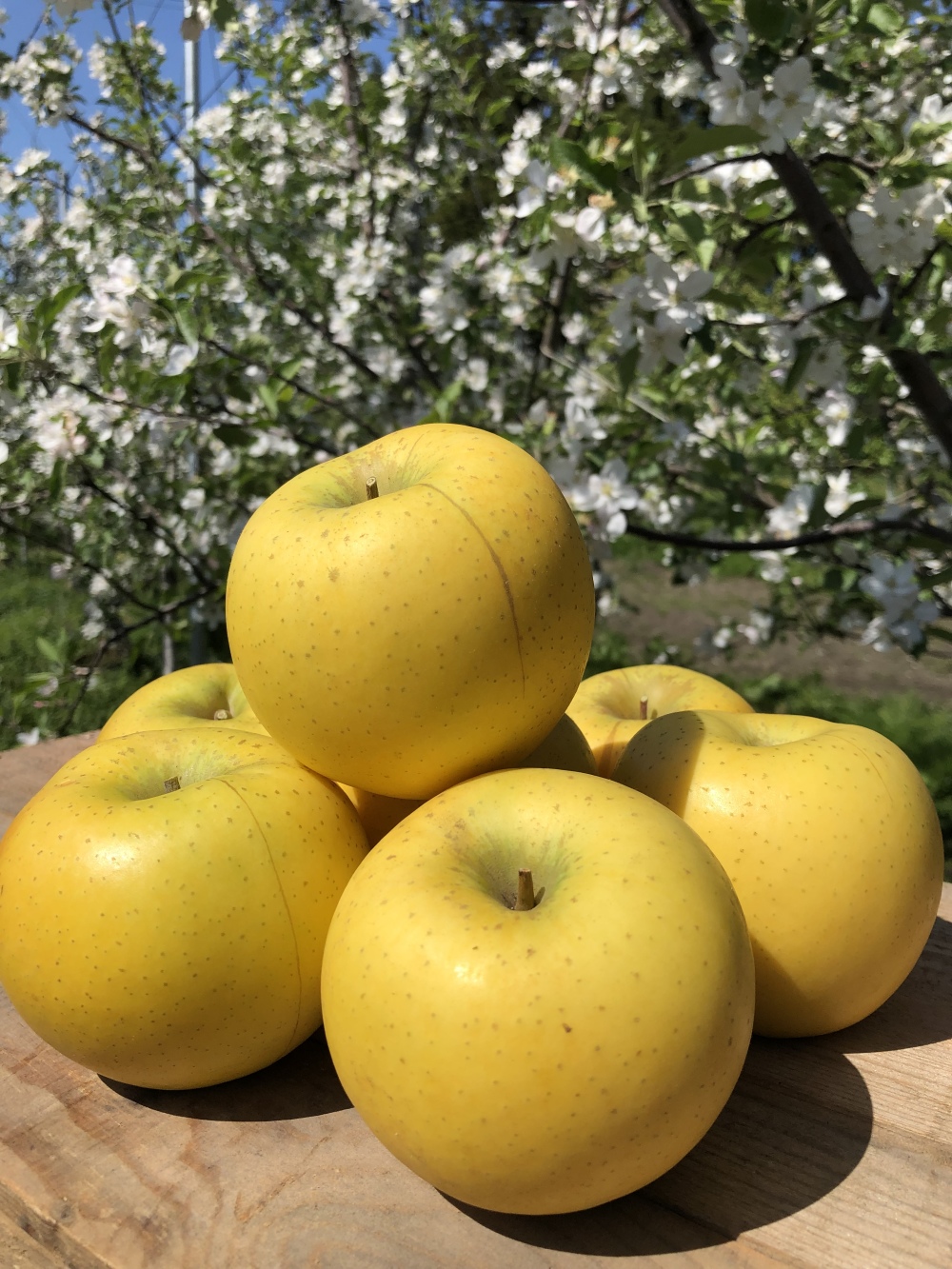 [クール便]まるで採れたて❗️シャキシャキ食感シナノゴールド 家庭用 約2kg(5~6玉)