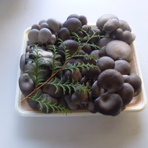 【鍋、味ご飯、パスタに最適】ひらたけ（菌床栽培、昔はしめじと呼ばれてました）