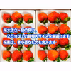 夏秋いちご「すずあかね」トレー最大大玉《１２玉》入【ギフト用】