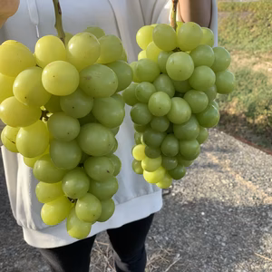 山梨県勝沼産【産地直送】超巨大‼️2房〜3房セット成熟期のシャインマスカット！