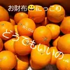 訳あり!!清見(きよみ)オレンジと八朔(はっさく)のセットがお得。単品もあるよ