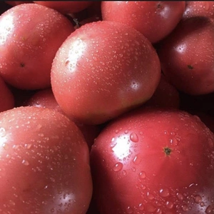 期間限定　夏の高原完熟トマト
