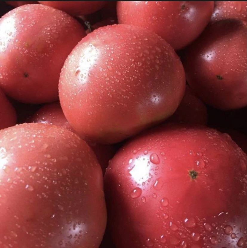 高原完熟トマト 1箱 15個〜24個 4kg 高原トマト 農家直送 露地栽培 とまと