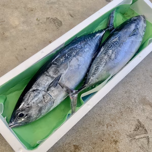 【送料別】本日発送！ヒラソウダカツオ（2.9kg前後)