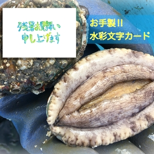 【残暑見舞い】養殖アワビ7cm~8cm　私が描いたポストカードを１枚おまけ