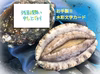 【残暑見舞い】養殖アワビ7cm~8cm　私が描いたポストカードを１枚おまけ