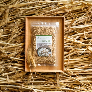 農薬・肥料不使用の裸麦（玄麦）300g【送料無料】