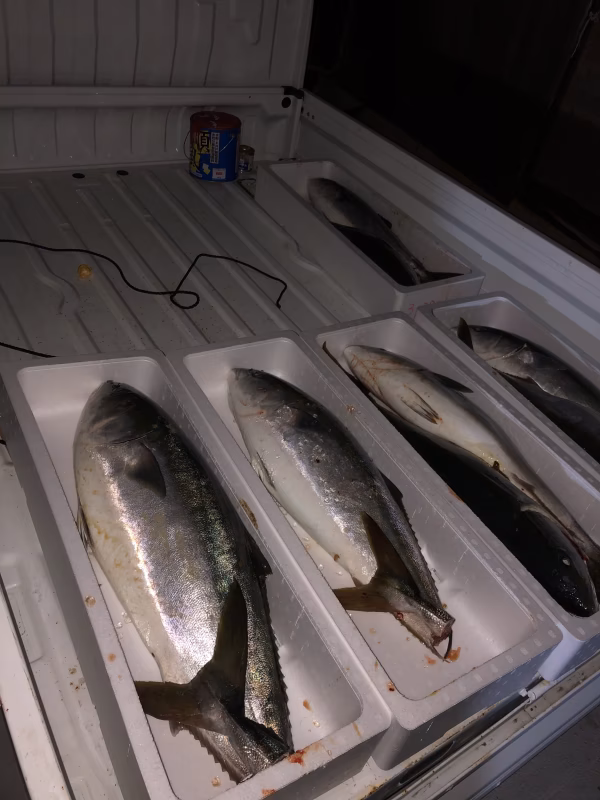 山口県産天然ブリ 大特価