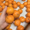 ちっちゃくて甘い！こつぶみかん訳あり2.8kg/5kg