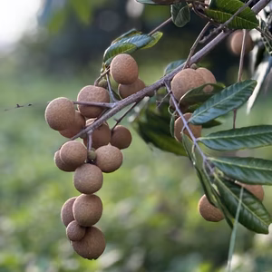 希少！！期間限定【リュウガン】枝付き(クール便）