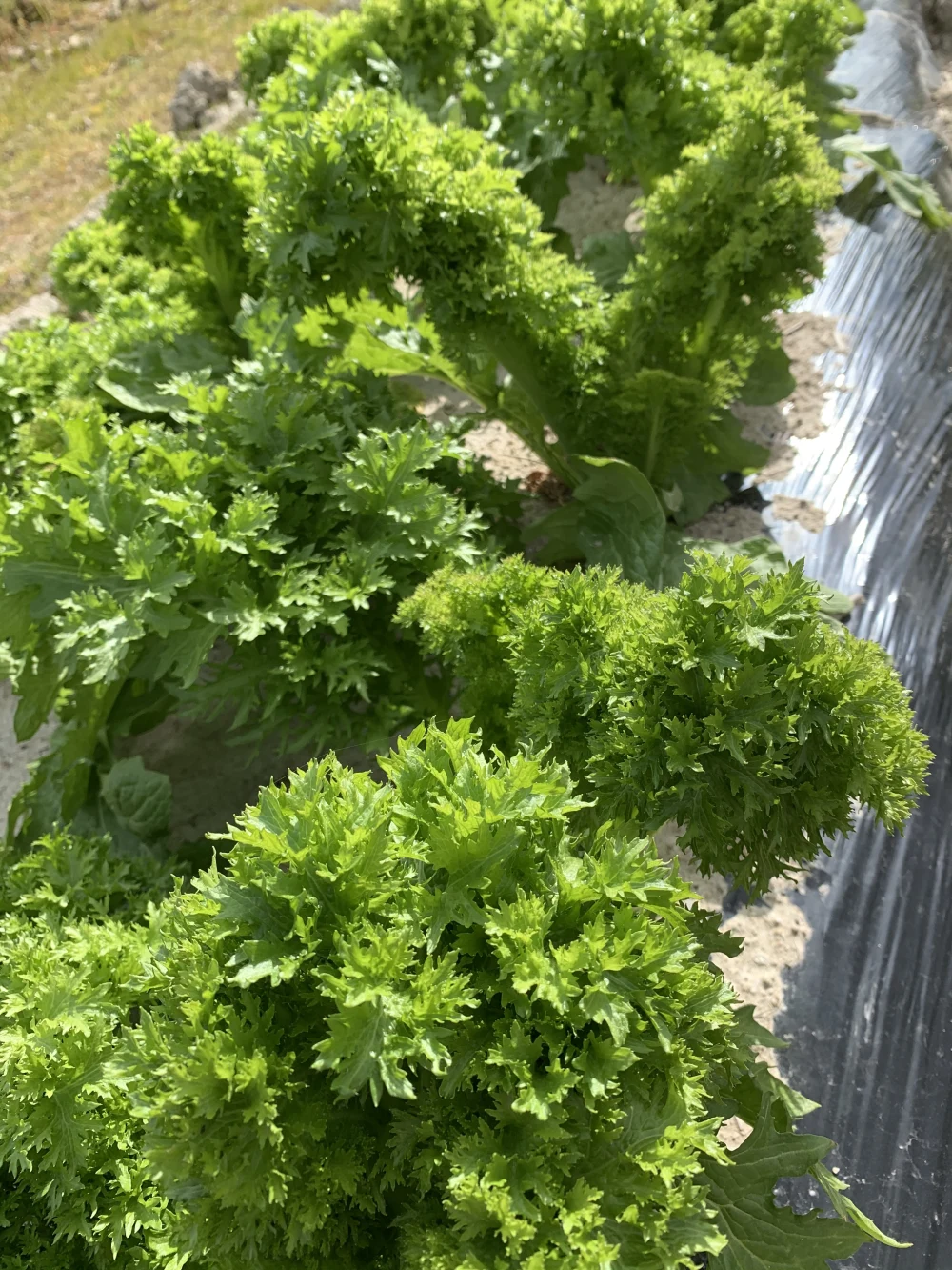 淡路島からのわさび菜