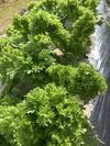 淡路島からのわさび菜