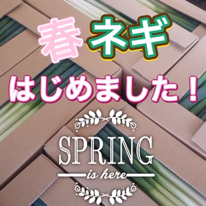 ZEPPIN 春ネギ　60／100サイズ