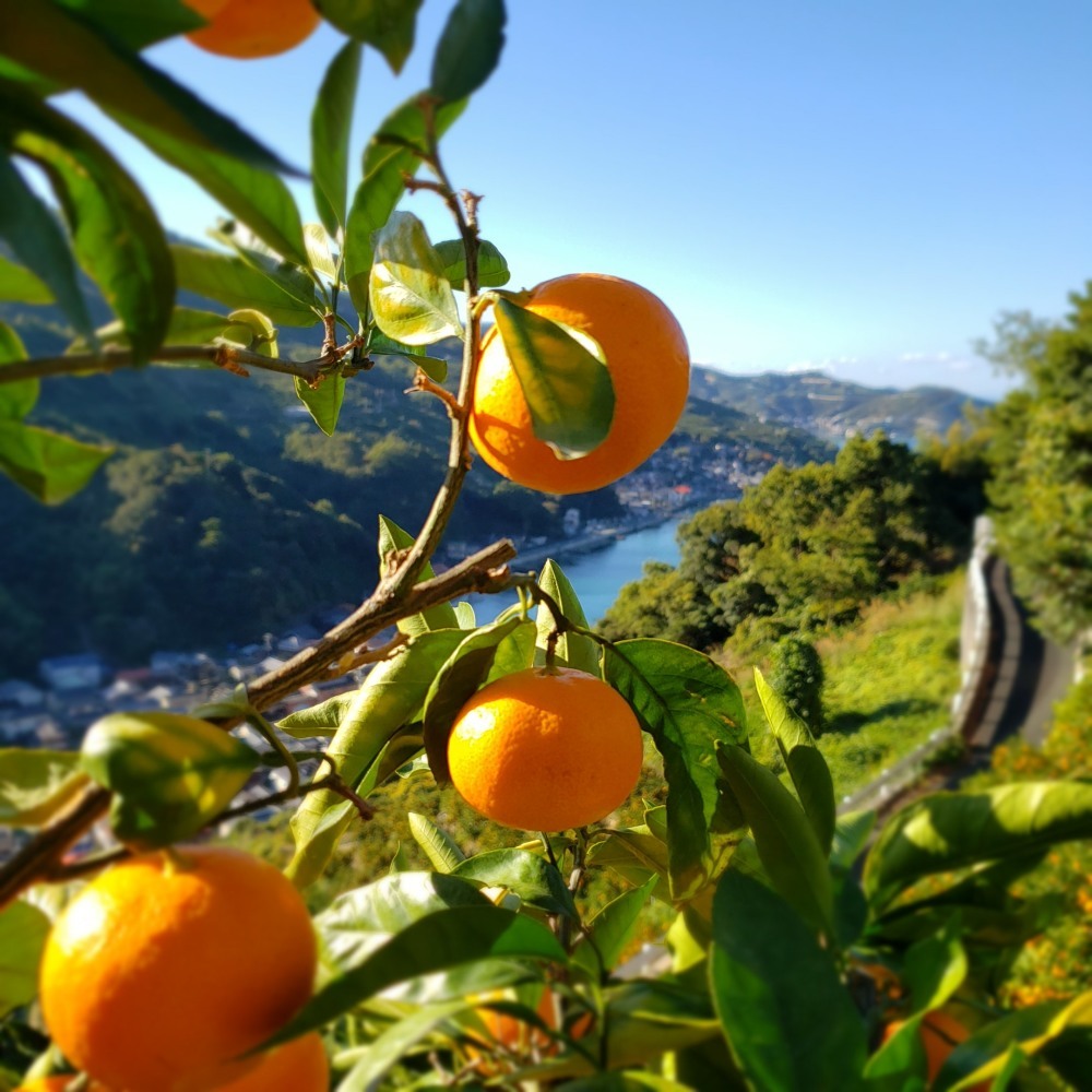 樹上完熟 甘熟 薄皮 味濃厚 みかん約5 えひめ 二宮果樹園 農家漁師直送のポケットマルシェ