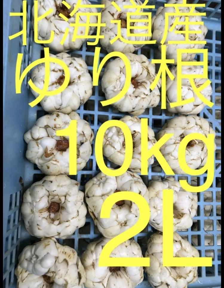 北海道産 ゆり根 2L 10kg お徳用 大特価 野菜｜野菜の商品詳細