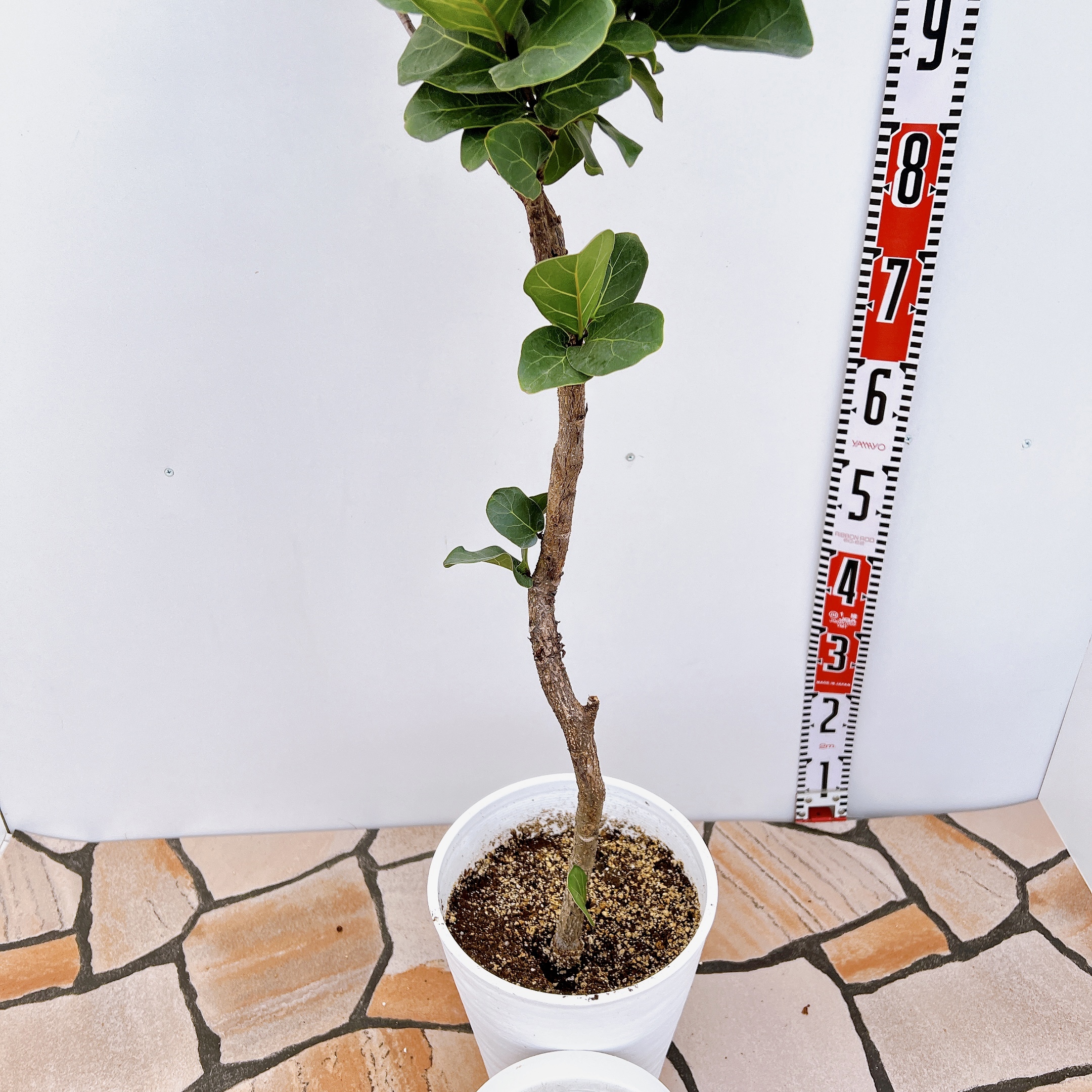 カシワバゴムの木☆190cm】5枝・観葉植物・ボタニカル（現物