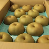 【贈答用】長野県産 幸水梨 10kg（20〜30玉）