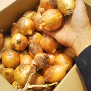 自然栽培玉ねぎ　（ただただ玉ねぎ）
