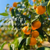 【島の恵み！高糖度☆】早生温州みかん[愛媛県・大三島産・田口早生]