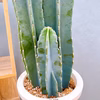 【在庫販売】　サボテン　柱サボテン　3本植え　観葉植物　多肉植物　ドライガーデン