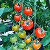 1kg★高糖度ミニトマト食べ比べセット★トマトベリー★スイートメロウ★フラガール