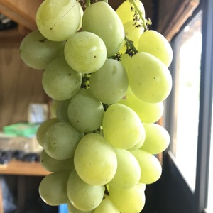 8月下旬出荷【限定30箱】糖度20度越えジャスミン(黄玉)と1-3種のブドウ