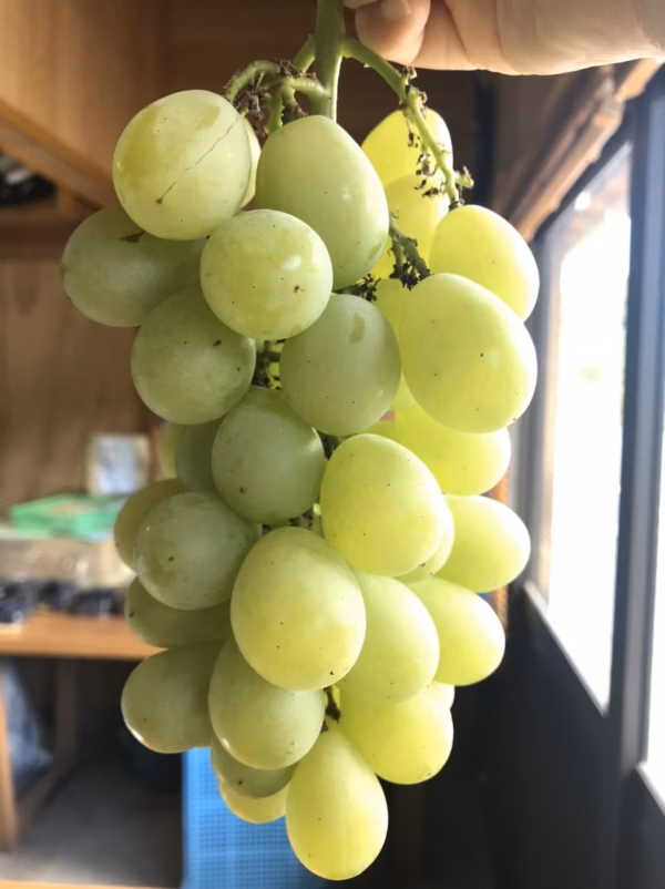 8月下旬出荷【限定30箱】糖度20度越えジャスミン(黄玉)と1-3種のブドウ